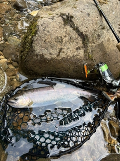 ヤマメの釣果