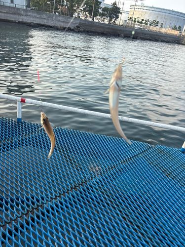 シロギスの釣果