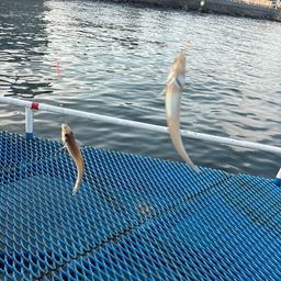シロギス