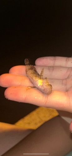 アラカブの釣果