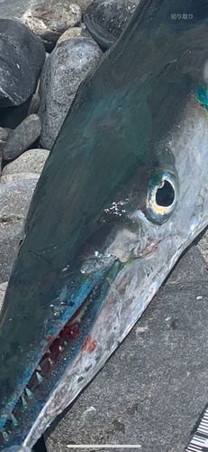 オキザヨリの釣果
