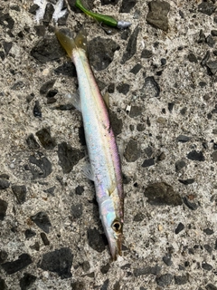 カマスの釣果