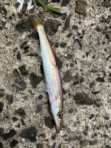 カマスの釣果