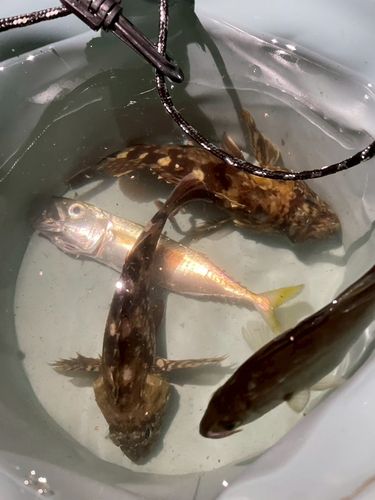 ガシラの釣果