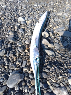 オキザヨリの釣果