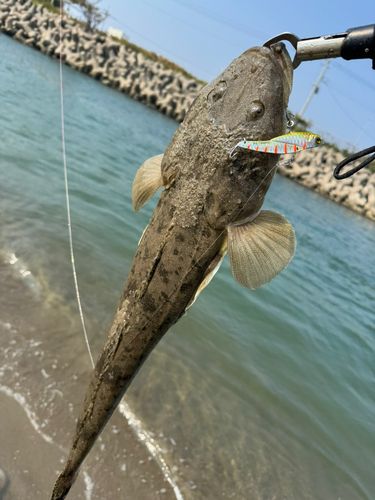 マゴチの釣果