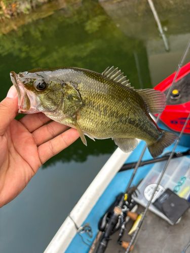 ブラックバスの釣果