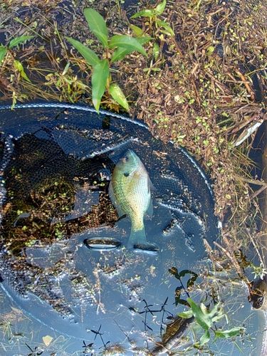 ブルーギルの釣果