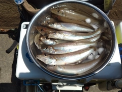 シロギスの釣果