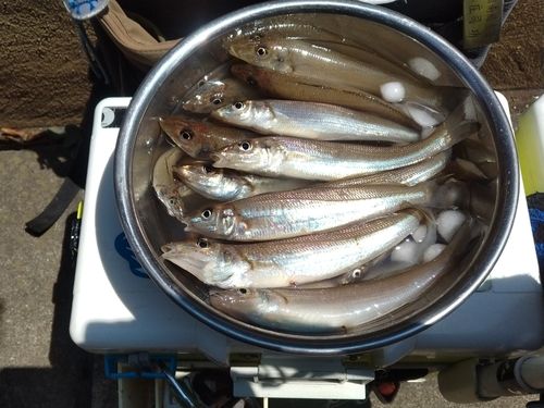 シロギスの釣果