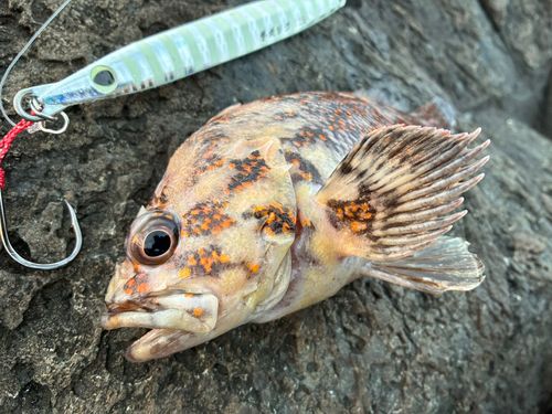 オウゴンムラソイの釣果