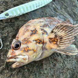 オウゴンムラソイ