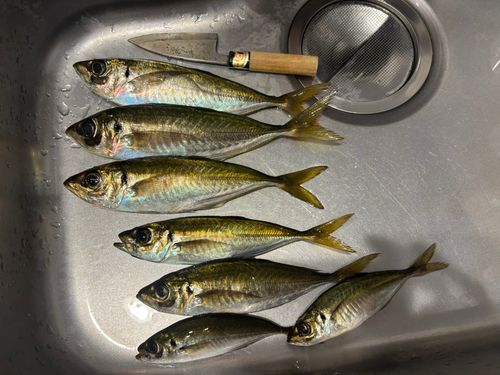 アジの釣果