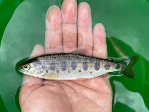 ヤマメの釣果