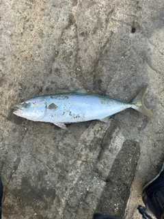 イナダの釣果