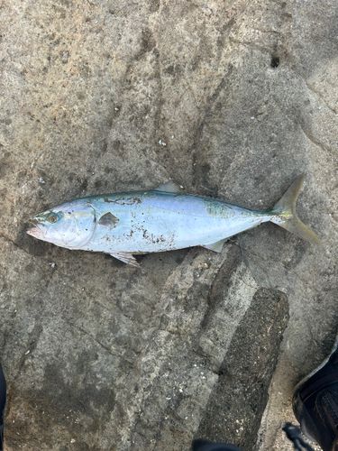 イナダの釣果