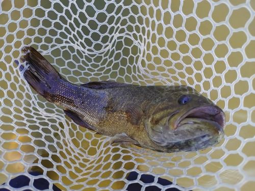 スモールマウスバスの釣果