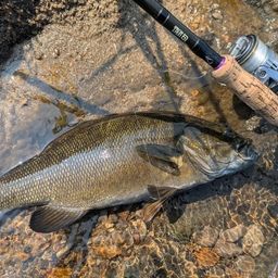 スモールマウスバス