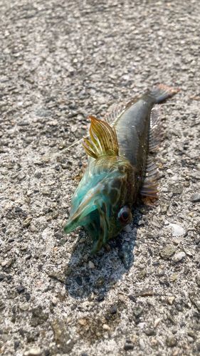 アナハゼの釣果