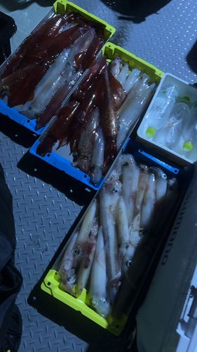 ケンサキイカの釣果