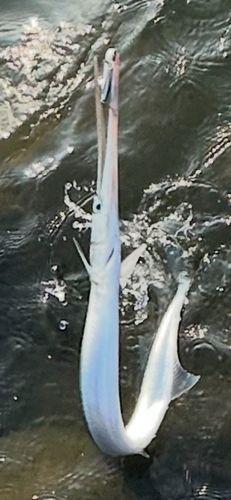 ダツの釣果