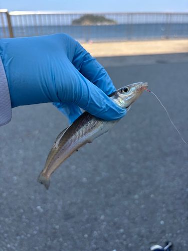 シロギスの釣果