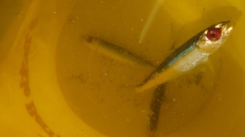 ウルメイワシの釣果