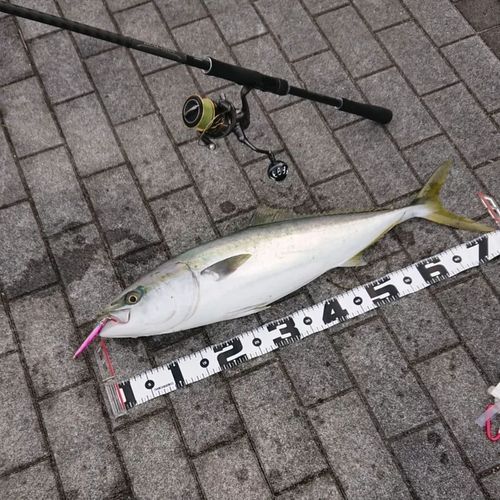 ヒラマサの釣果