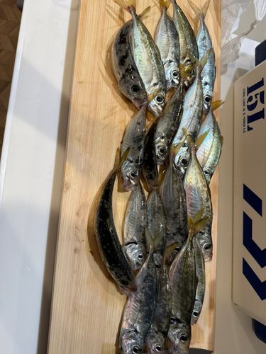 アジの釣果