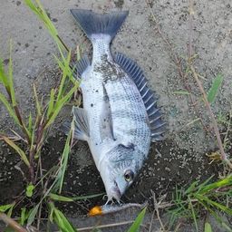 クロダイ