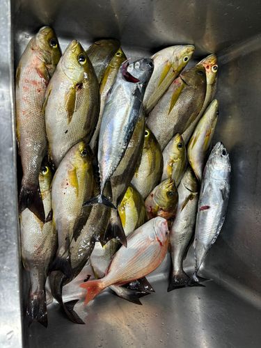 イサキの釣果