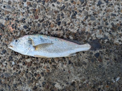 イシモチの釣果
