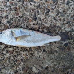 イシモチ