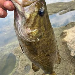 スモールマウスバス