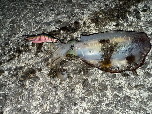 アオリイカの釣果