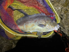 コロダイの釣果