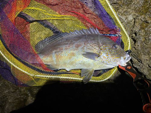 コロダイの釣果