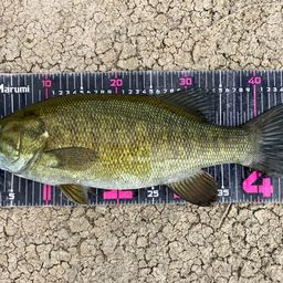 スモールマウスバス