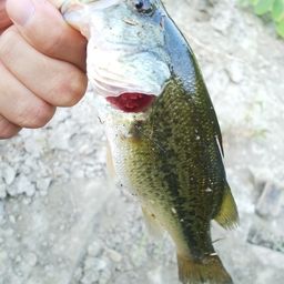 ラージマウスバス