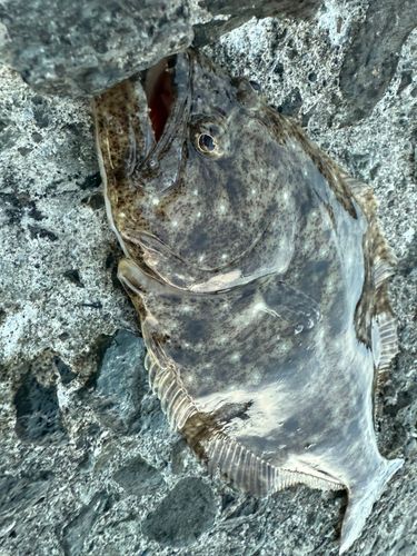 ヒラメの釣果