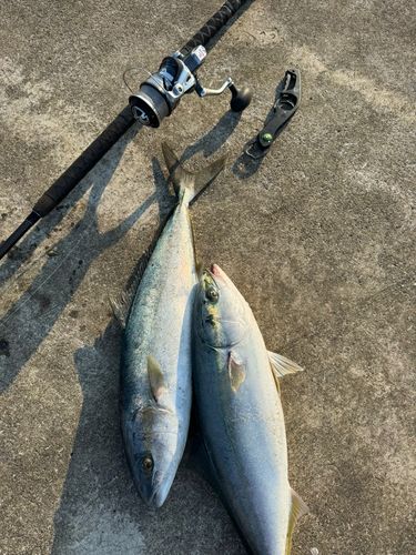 ヒラマサの釣果