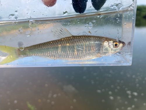 オイカワの釣果