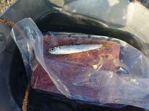 ウルメイワシの釣果