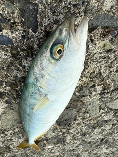 ワカシの釣果
