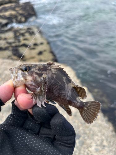 クロソイの釣果