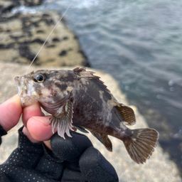 クロソイ