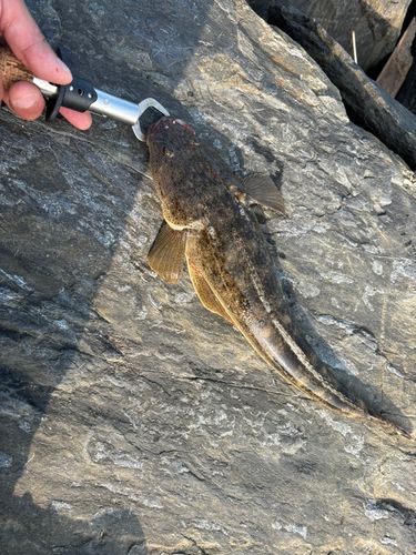 マゴチの釣果