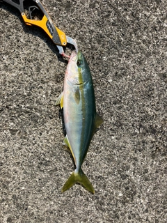 ワカシの釣果