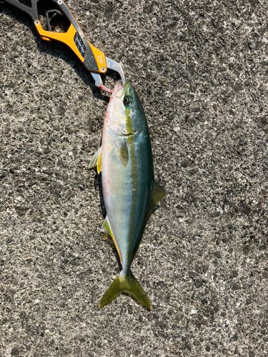 ワカシの釣果