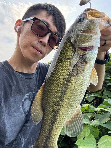 ブラックバスの釣果